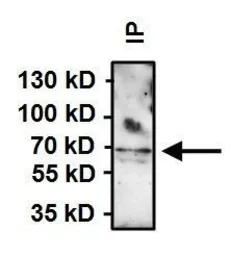 Anti-Hsp70 antibody [2A4] used in Immunoprecipitation (IP). GTX25442
