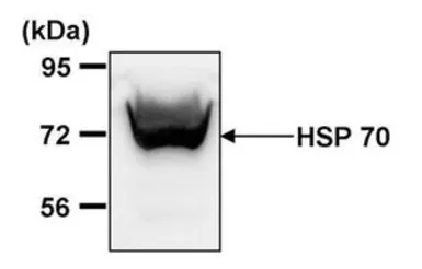 Anti-Hsp70 antibody [2A4] used in Western Blot (WB). GTX25442