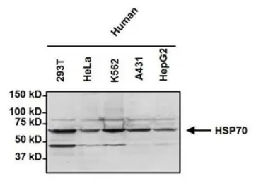 Anti-Hsp70 antibody [2A4] used in Western Blot (WB). GTX25442