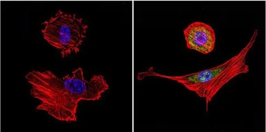 Anti-Hsp70 antibody [2A4] used in Immunocytochemistry/ Immunofluorescence (ICC/IF). GTX25442
