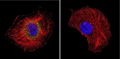 Anti-Hsp70 antibody [2A4] used in Immunocytochemistry/ Immunofluorescence (ICC/IF). GTX25442