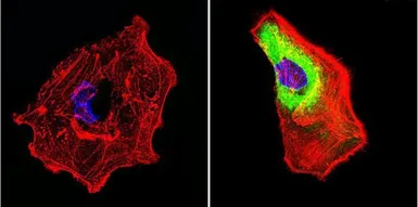 Anti-Hsp70 antibody [2A4] used in Immunocytochemistry/ Immunofluorescence (ICC/IF). GTX25442