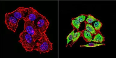 Anti-Hsp70 antibody [2A4] used in Immunocytochemistry/ Immunofluorescence (ICC/IF). GTX25442
