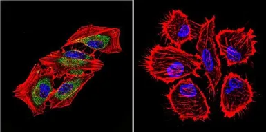 Anti-Hsp70 antibody [2A4] used in Immunocytochemistry/ Immunofluorescence (ICC/IF). GTX25442