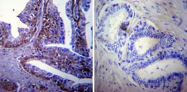 Anti-Hsp70 antibody [4G4] used in IHC (Paraffin sections) (IHC-P). GTX25444