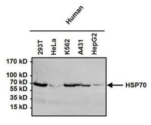 Anti-Hsp70 antibody [4G4] used in Western Blot (WB). GTX25444
