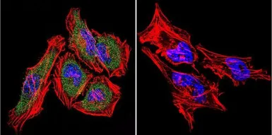 Anti-Hsp70 antibody [4G4] used in Immunocytochemistry/ Immunofluorescence (ICC/IF). GTX25444