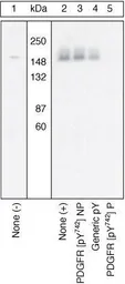 Anti-PDGF Receptor alpha (phospho Tyr742) antibody used in Western Blot (WB). GTX25452