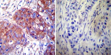 Anti-HSP60 antibody [2E1/53] used in IHC (Paraffin sections) (IHC-P). GTX25479