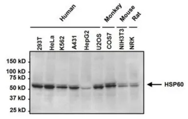 Anti-HSP60 antibody [2E1/53] used in Western Blot (WB). GTX25479