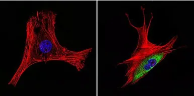 Anti-HSP60 antibody [2E1/53] used in Immunocytochemistry/ Immunofluorescence (ICC/IF). GTX25479