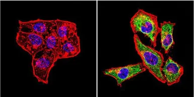 Anti-HSP60 antibody [2E1/53] used in Immunocytochemistry/ Immunofluorescence (ICC/IF). GTX25479