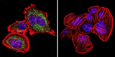 Anti-HSP60 antibody [2E1/53] used in Immunocytochemistry/ Immunofluorescence (ICC/IF). GTX25479