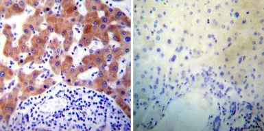 Anti-PDI antibody [RL77] used in IHC (Paraffin sections) (IHC-P). GTX25484