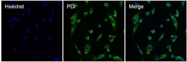 Anti-PDI antibody [RL77] used in Immunocytochemistry/ Immunofluorescence (ICC/IF). GTX25484