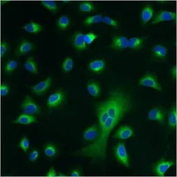 Anti-PDI antibody [RL77] used in Immunocytochemistry/ Immunofluorescence (ICC/IF). GTX25484
