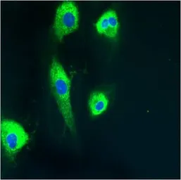 Anti-PDI antibody [RL77] used in Immunocytochemistry/ Immunofluorescence (ICC/IF). GTX25484