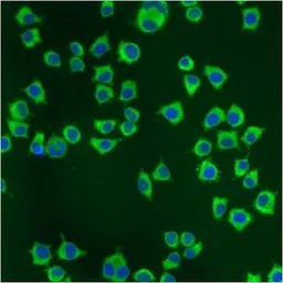 Anti-PDI antibody [RL77] used in Immunocytochemistry/ Immunofluorescence (ICC/IF). GTX25484