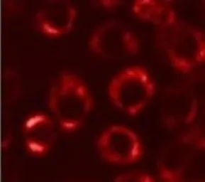 Anti-PDI antibody [RL77] used in Immunocytochemistry/ Immunofluorescence (ICC/IF). GTX25484