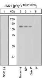 Anti-JAK1 (phospho Tyr1022/1023) antibody used in Western Blot (WB). GTX25493