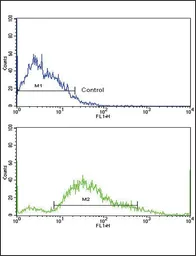 Anti-PDGF Receptor beta antibody used in Flow cytometry (FCM). GTX25511