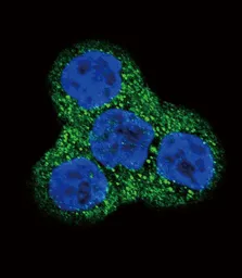 Anti-PDGF Receptor beta antibody used in Immunocytochemistry/ Immunofluorescence (ICC/IF). GTX25511