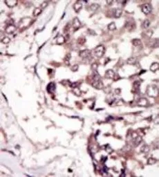 Anti-RYK antibody used in IHC (Paraffin sections) (IHC-P). GTX25518