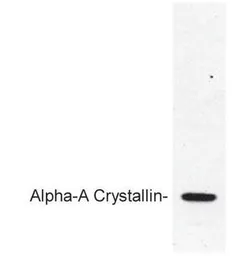 Anti-alpha A Crystallin antibody used in Western Blot (WB). GTX25595