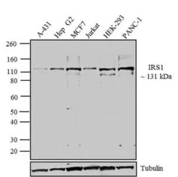 Anti-IRS1 antibody used in Western Blot (WB). GTX25602