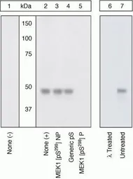 Anti-MEK1 (phospho Ser298) antibody used in Western Blot (WB). GTX25613