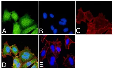 Anti-MEK1 (phospho Ser298) antibody used in Immunocytochemistry/ Immunofluorescence (ICC/IF). GTX25613