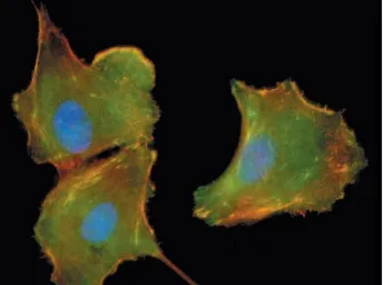 Anti-MEK1 (phospho Ser298) antibody used in Immunocytochemistry/ Immunofluorescence (ICC/IF). GTX25613