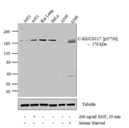 Anti-c-Kit (phospho Tyr730) antibody used in Western Blot (WB). GTX25633