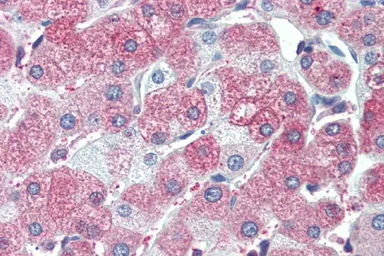 Anti-SIL1 antibody, C-term used in IHC (Paraffin sections) (IHC-P). GTX25639