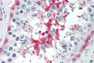 Anti-SIL1 antibody, C-term used in IHC (Paraffin sections) (IHC-P). GTX25639
