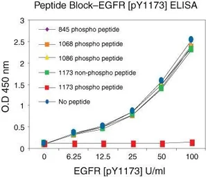 Anti-EGFR (phospho Tyr1173) antibody used in ELISA (ELISA). GTX25652