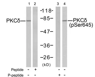 Anti-PKC delta (phospho Ser645) antibody used in Western Blot (WB). GTX25657
