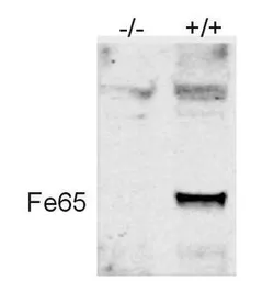 Anti-FE65 antibody used in Western Blot (WB). GTX25668