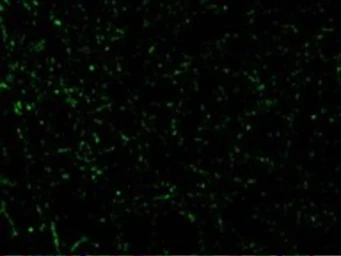 Anti-CIDE A antibody used in IHC (Paraffin sections) (IHC-P). GTX25692