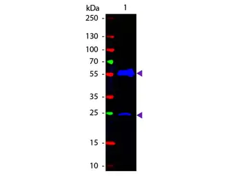 Goat Anti-Armenian Hamster IgG antibody (FITC). GTX25739