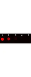 Goat Anti-Armenian Hamster IgG antibody (TxRd). GTX25743