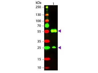 Goat Anti-Armenian Hamster IgG antibody (TxRd). GTX25743