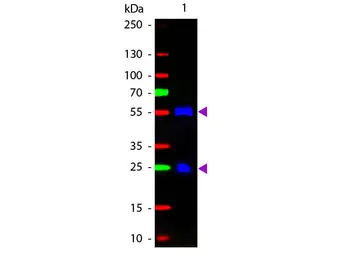 Rabbit Anti-Goat IgG antibody, F(ab')2 fragment, pre-adsorbed (FITC). GTX25750
