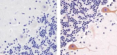 Anti-PKC gamma (phospho Thr674) antibody used in IHC (Paraffin sections) (IHC-P). GTX25797