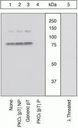 Anti-PKC iota / lambda (phospho Thr563) antibody used in Western Blot (WB). GTX25813