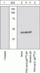 Anti-PKA beta (catalytic subunit) (phospho Ser338) antibody used in Western Blot (WB). GTX25816