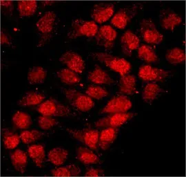 Anti-hnRNP A1 antibody [9H10] used in Immunocytochemistry/ Immunofluorescence (ICC/IF). GTX25832