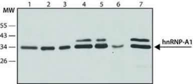 Anti-hnRNP A1 antibody [9H10] used in Western Blot (WB). GTX25832