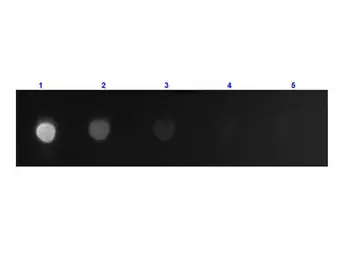 Goat Anti-Mouse IgG (Fc fragment) antibody, F(ab')2 fragment, pre-adsorbed (FITC). GTX25874