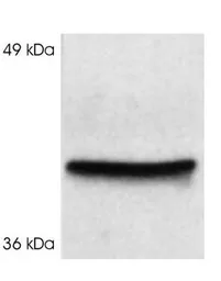 Anti-Cyclophilin 40 antibody used in Western Blot (WB). GTX25902